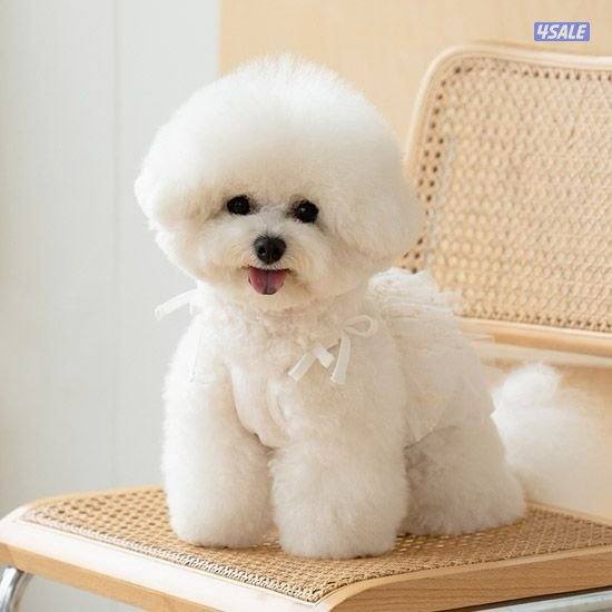 للبيع انثي Mini Bichon frise0