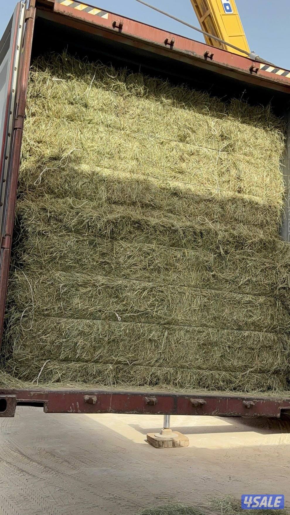 للبيع رودس باكستاني0