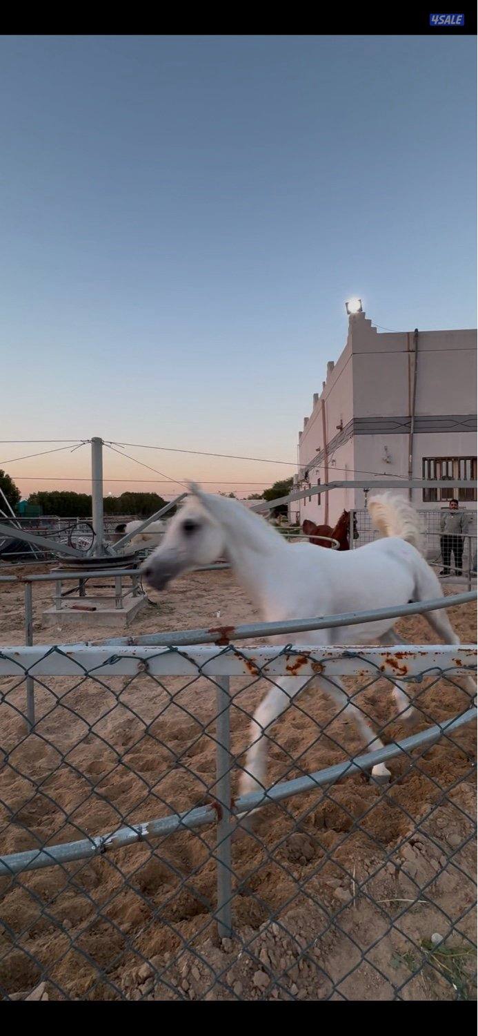 🎠⭐️🐎مربط السرحان🐎⭐️🎠4