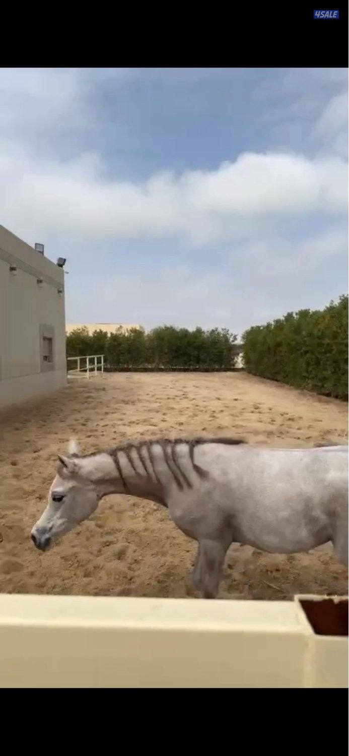 🎠⭐️🐎مربط السرحان🐎⭐️🎠2