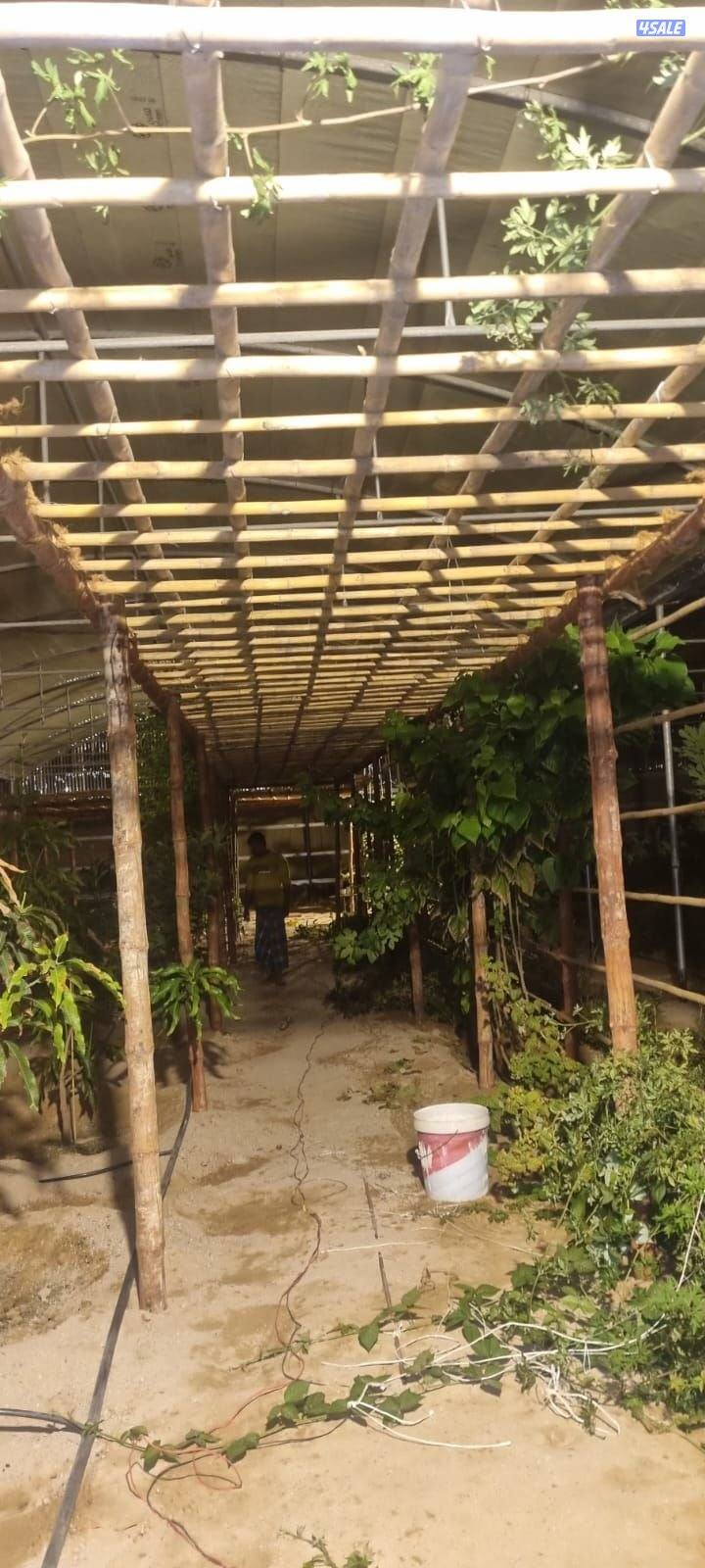 عریش کویت🇰🇼arish kuwait15