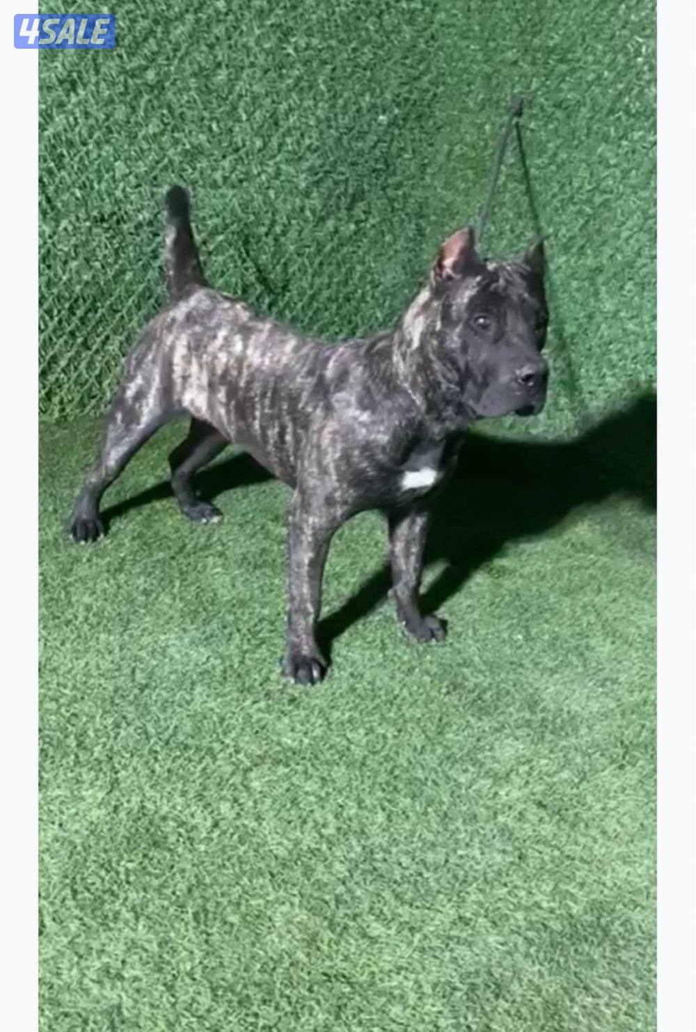 فندقه للكلاب 🐶4