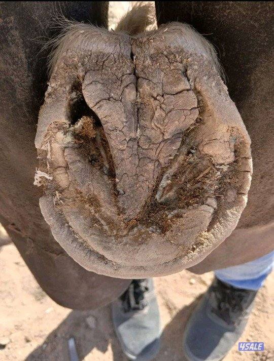 أحذية الحصان تقليم
قص شعر الحصان1