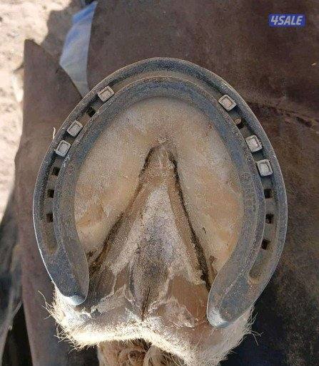 أحذية الحصان تقليم
قص شعر الحصان2