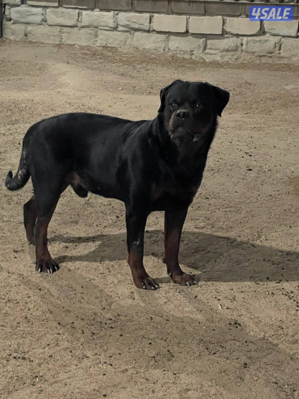 للبيع ذكر روت وايلر دم ابطال1