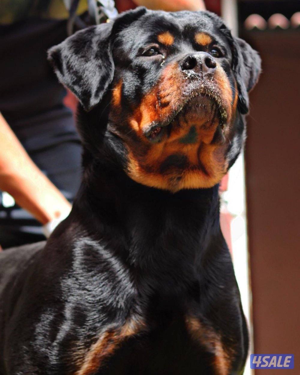 للبيع ذكر روت وايلر دم ابطال3