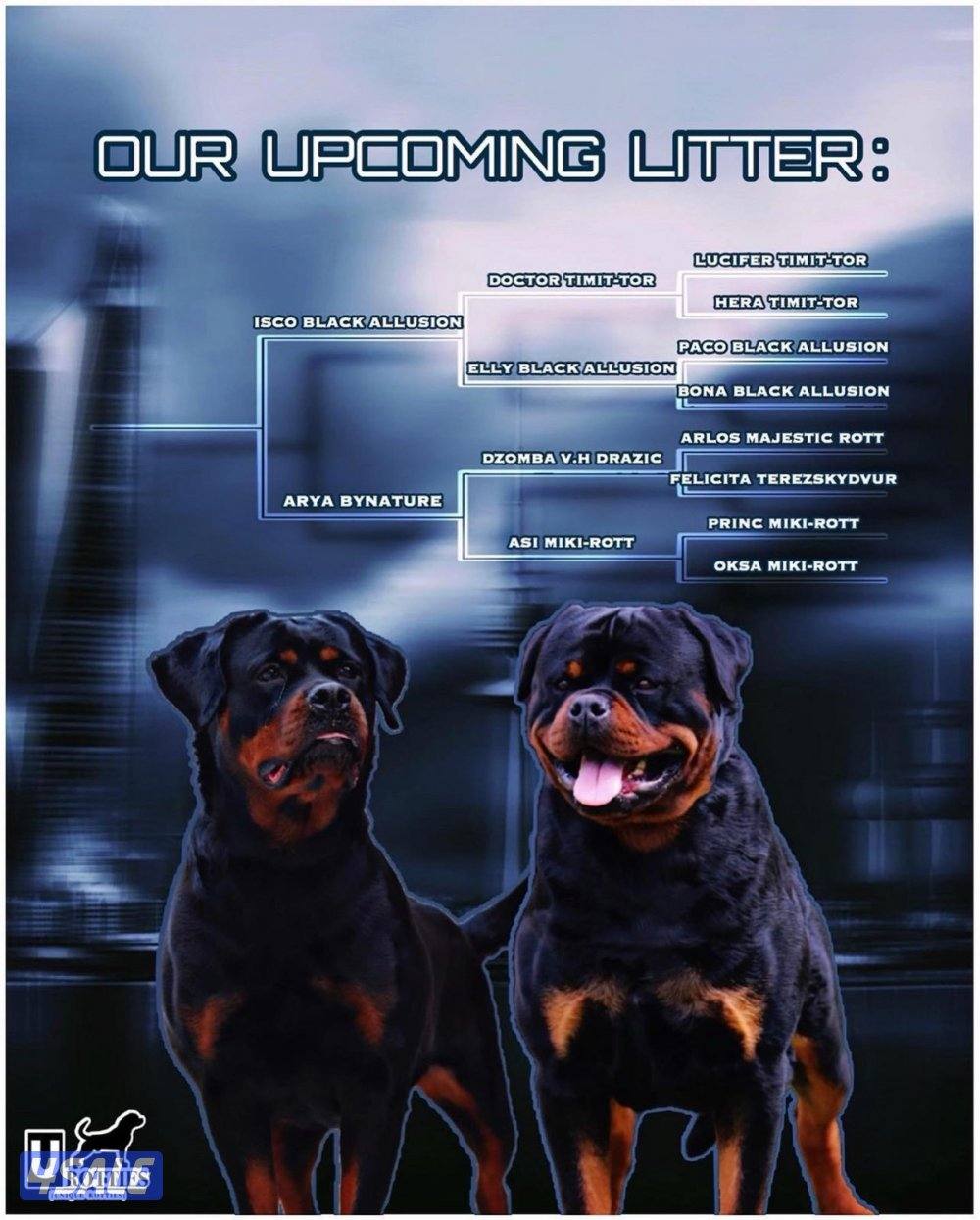 للبيع ذكر روت وايلر دم ابطال4