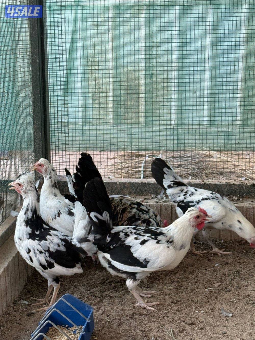 مجموعة دجاج1