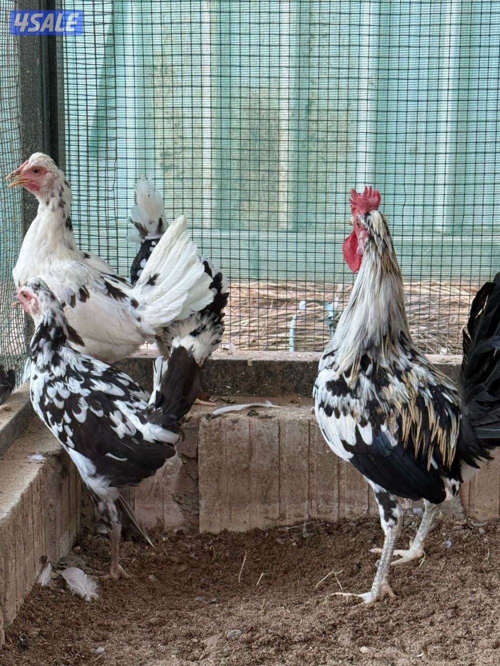 مجموعة دجاج0