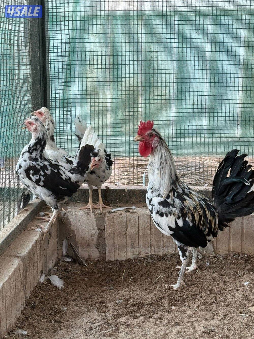 مجموعة دجاج3