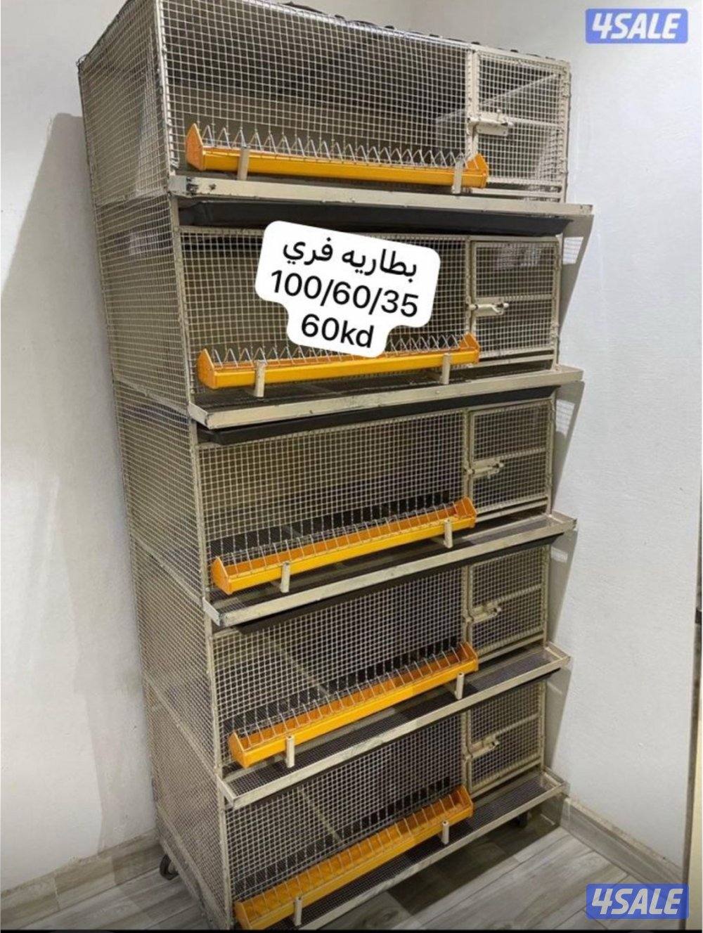 حضانة صيصان عالطلب11