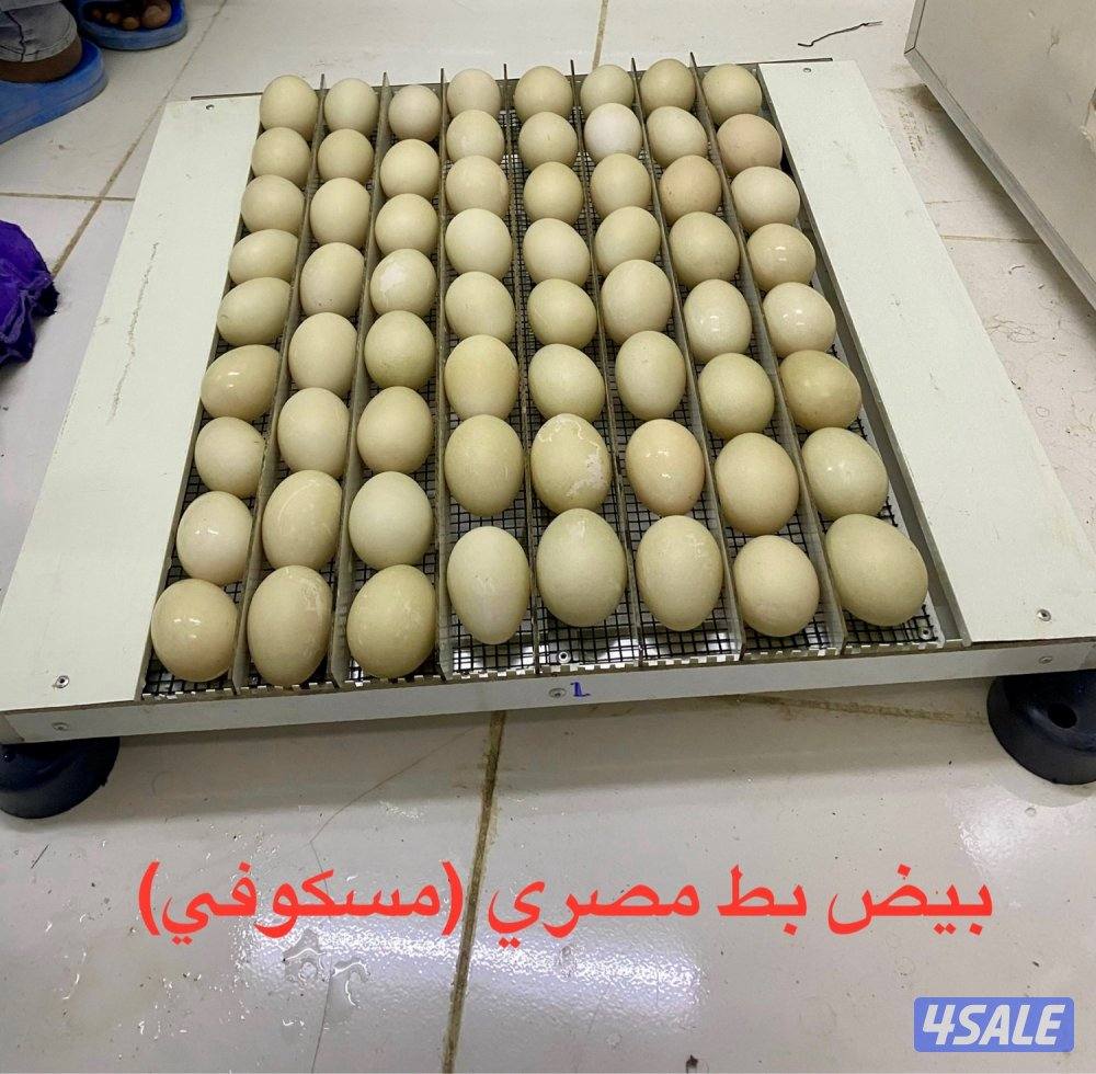 فقاسات بيض ومكيفات ماء (صحراوي) الأمير لبيع وإصلاح وصيانة مع الكفالة8