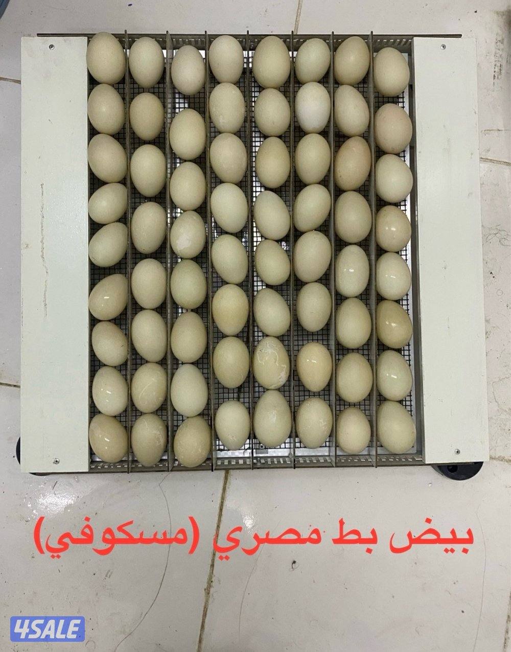 فقاسات بيض ومكيفات ماء (صحراوي) الأمير لبيع وإصلاح وصيانة مع الكفالة9