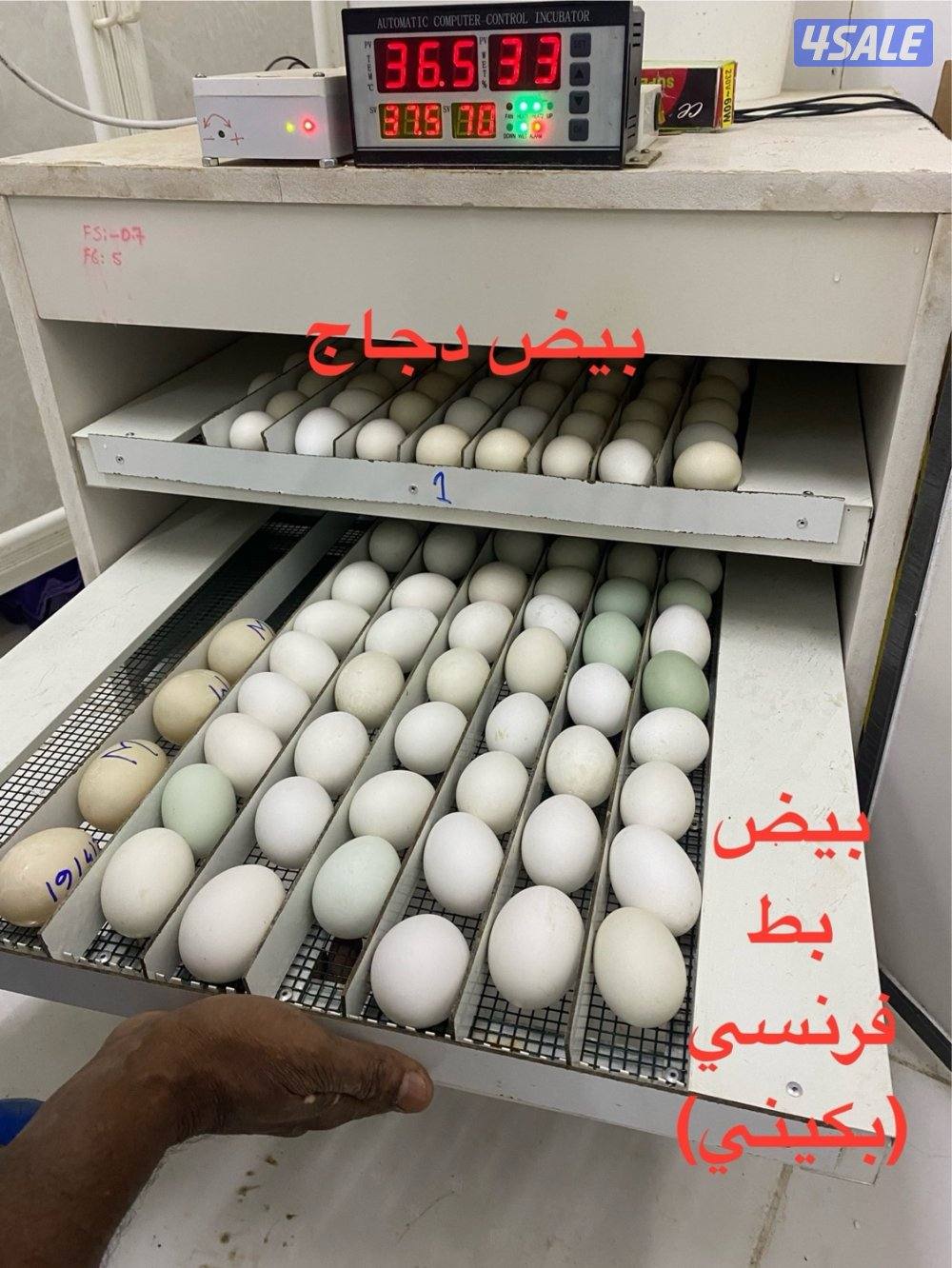 فقاسات بيض ومكيفات ماء (صحراوي) الأمير لبيع وإصلاح وصيانة مع الكفالة10