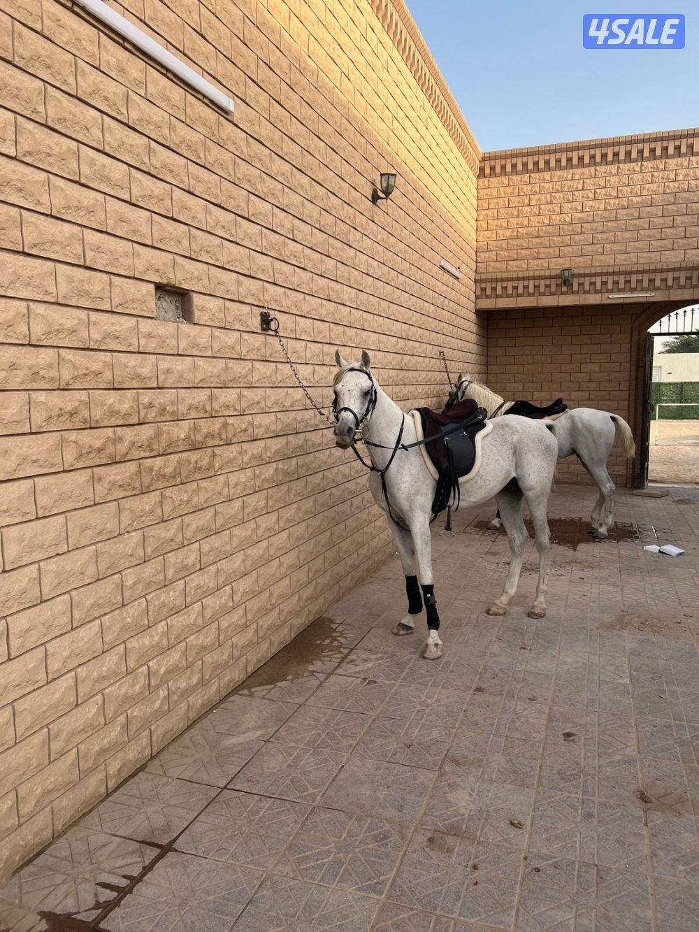 تأجير خيول عربيه1