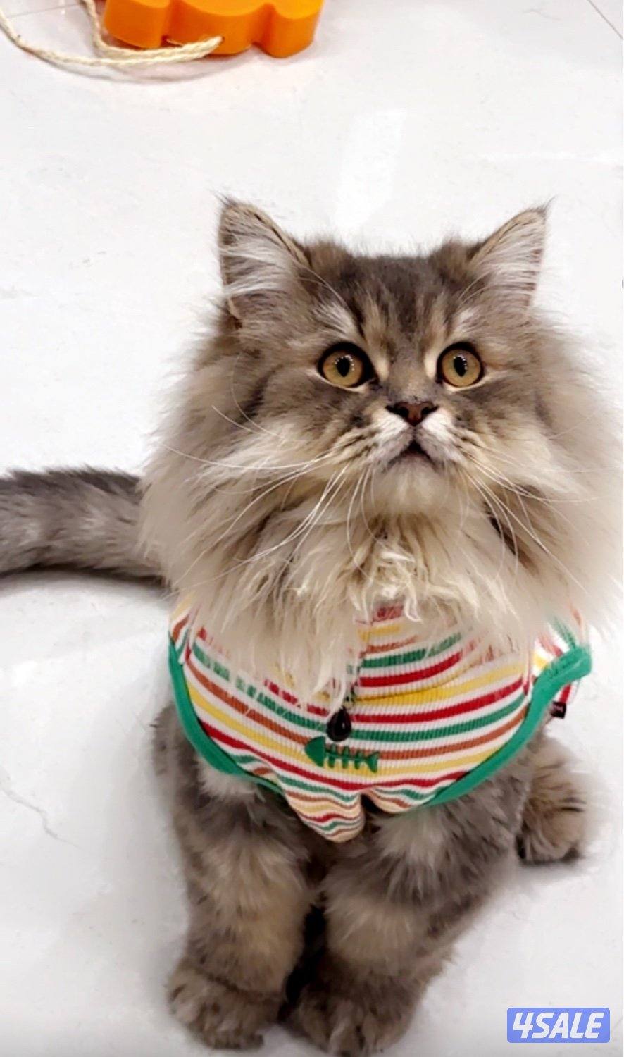 2 Ny12 British Golden Chinchilla , Syamese القطط. Russian Siberian4
