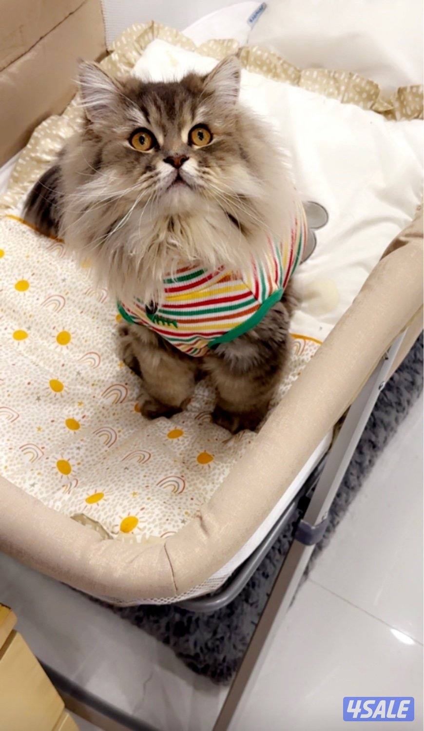 2 Ny12 British Golden Chinchilla , Syamese القطط. Russian Siberian5
