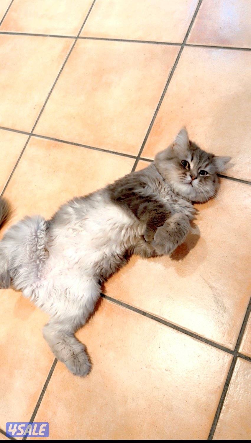2 Ny12 British Golden Chinchilla , Syamese القطط. Russian Siberian6