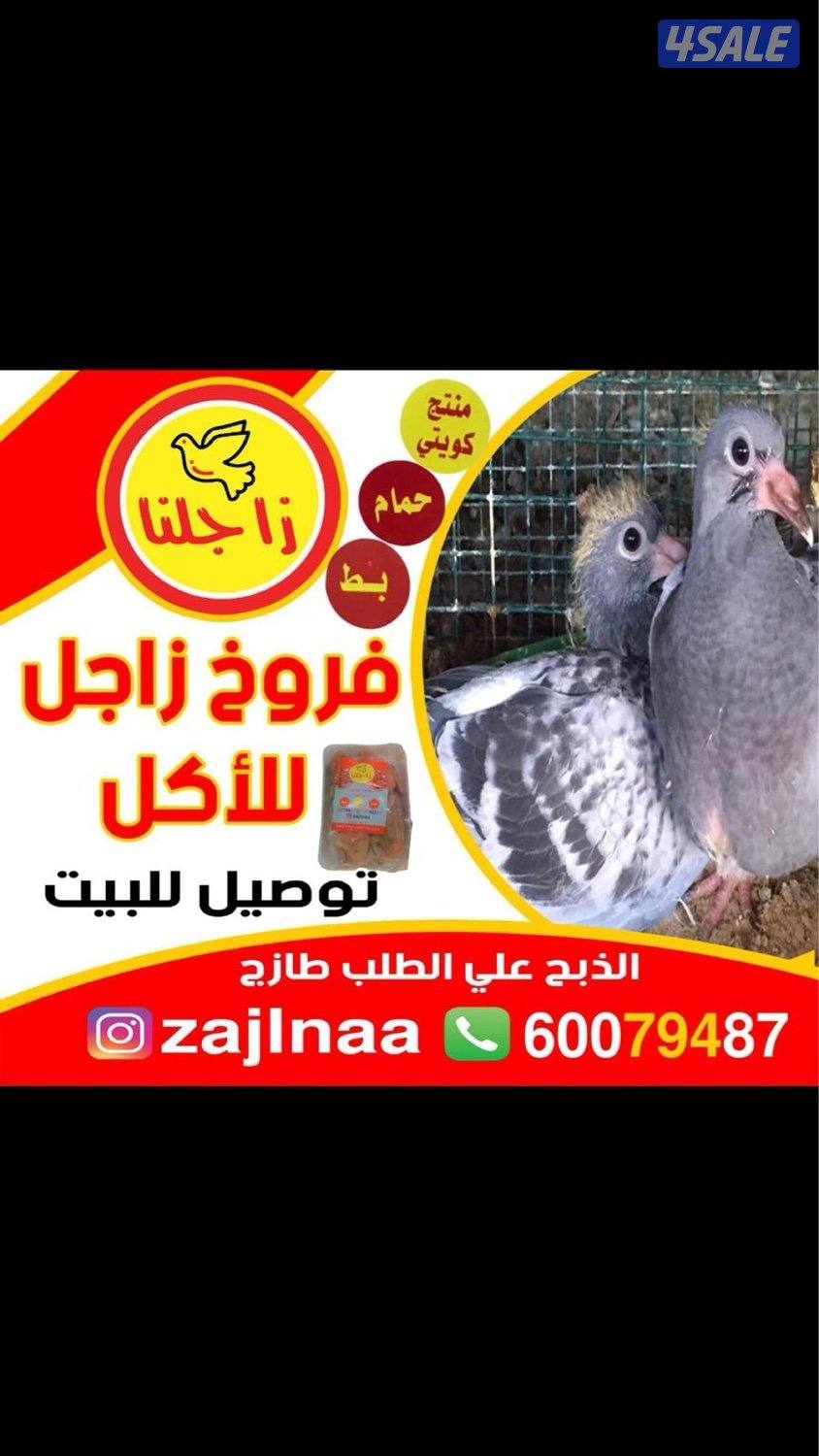 زاجلنا فروخ حمام و بط فرنسي ديج بلدي مذبوح ومنظف وجاهز يوجد توصيل0