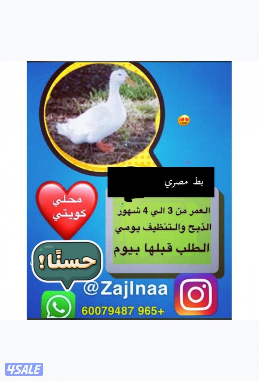 زاجلنا فروخ حمام و بط فرنسي ديج بلدي مذبوح ومنظف وجاهز يوجد توصيل2