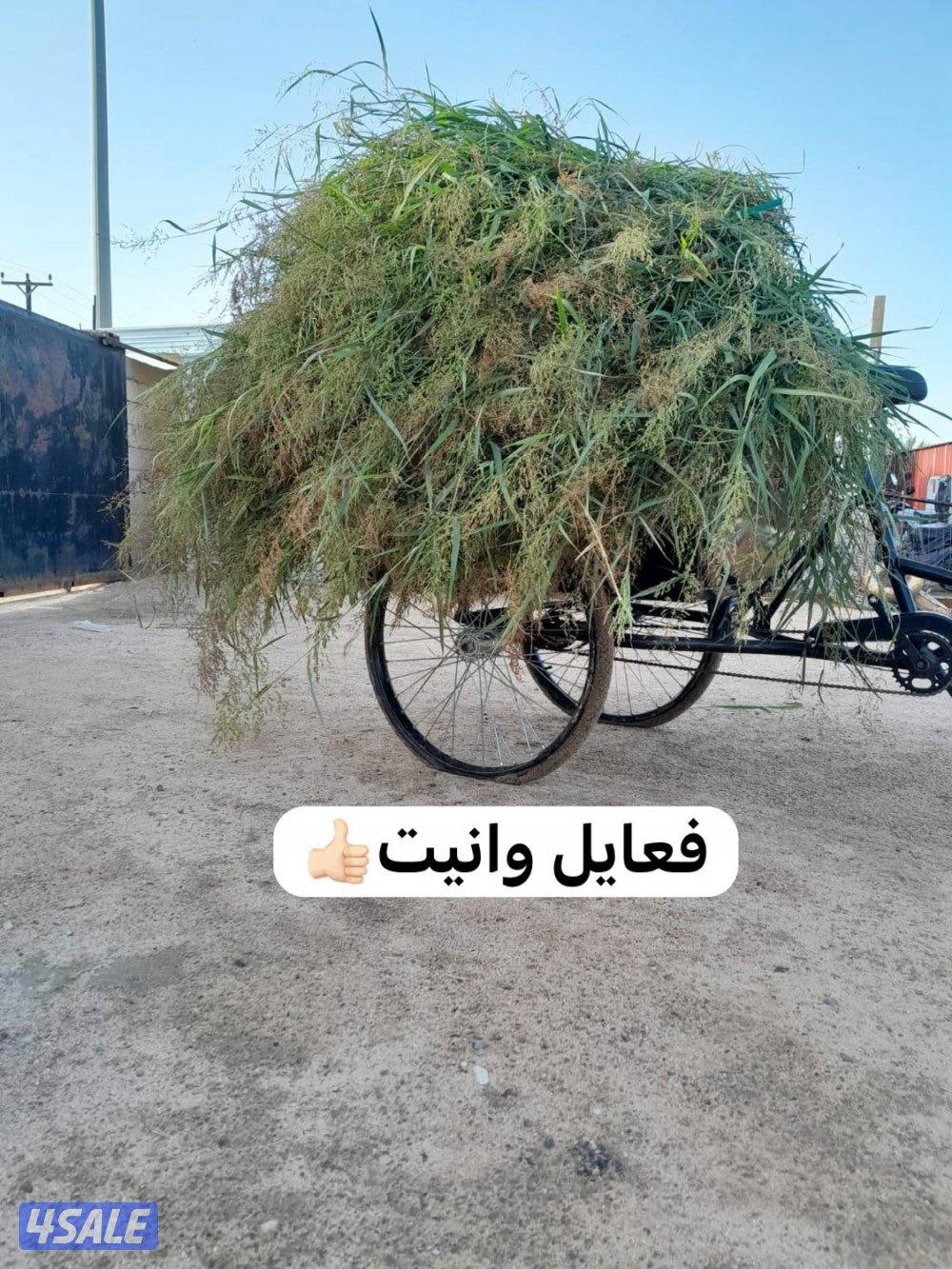 القاري الشقردي - تصفية2