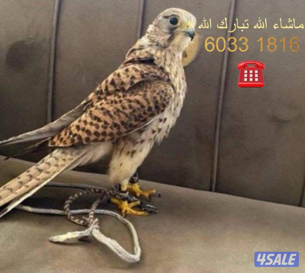 للبيع طير حر طيب0