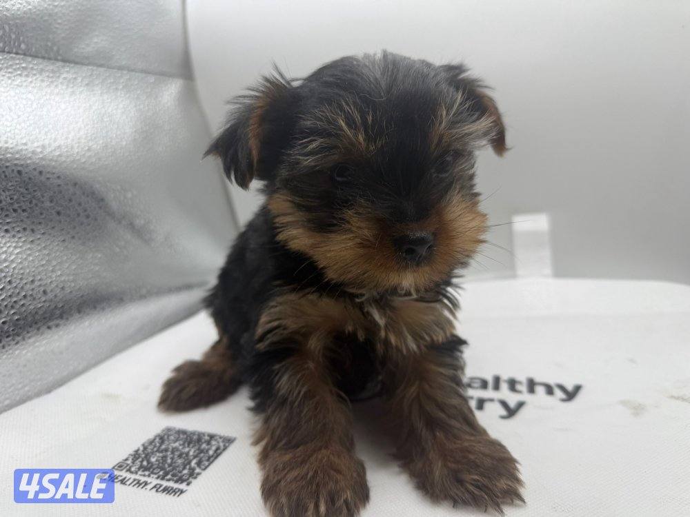 متوفر جراء يورك شاير بعمر شهر ونص تربية منزل تم اعطاء اول تطعيمه1