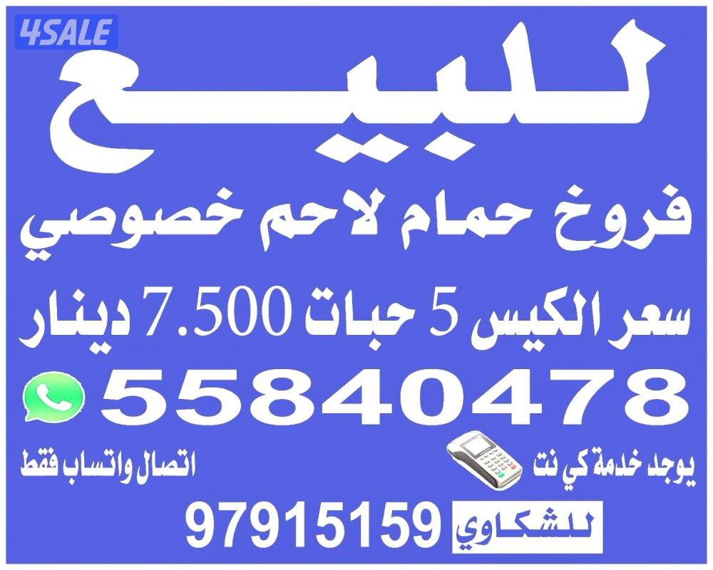 للبيع فروخ حمام خصوصي0