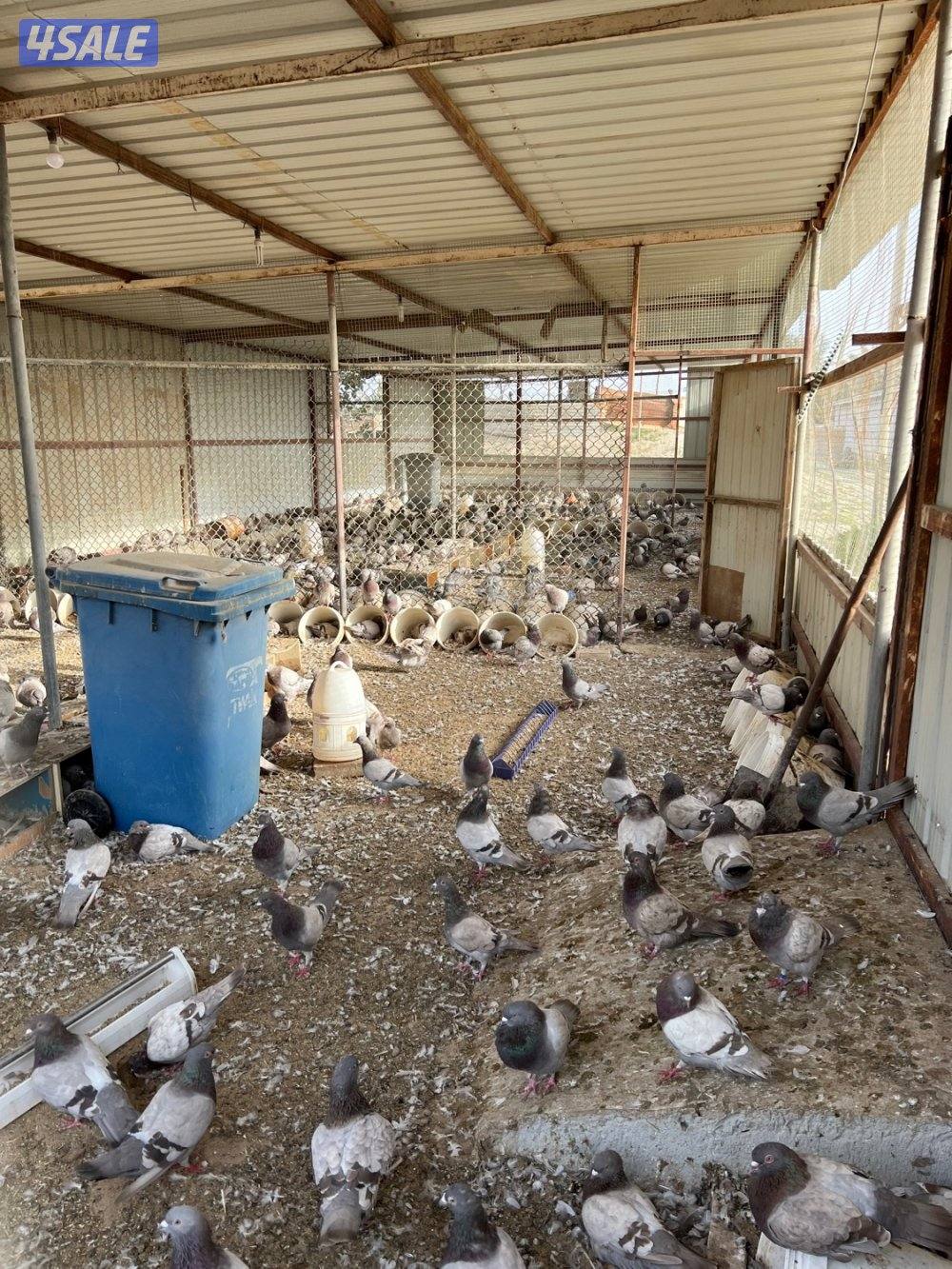 للبيع فروخ حمام خصوصي1