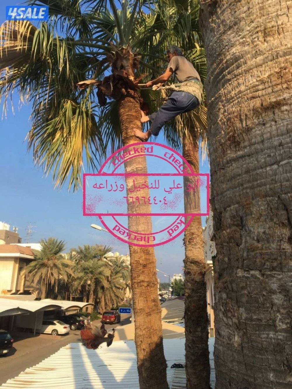 ابو علي للنخيل وزراعه2