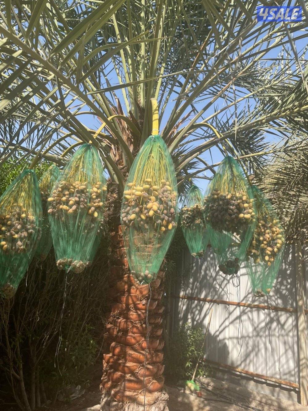 ابو علي للنخيل وزراعه4
