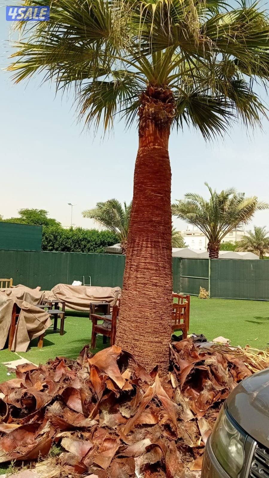 ابو علي للنخيل وزراعه9
