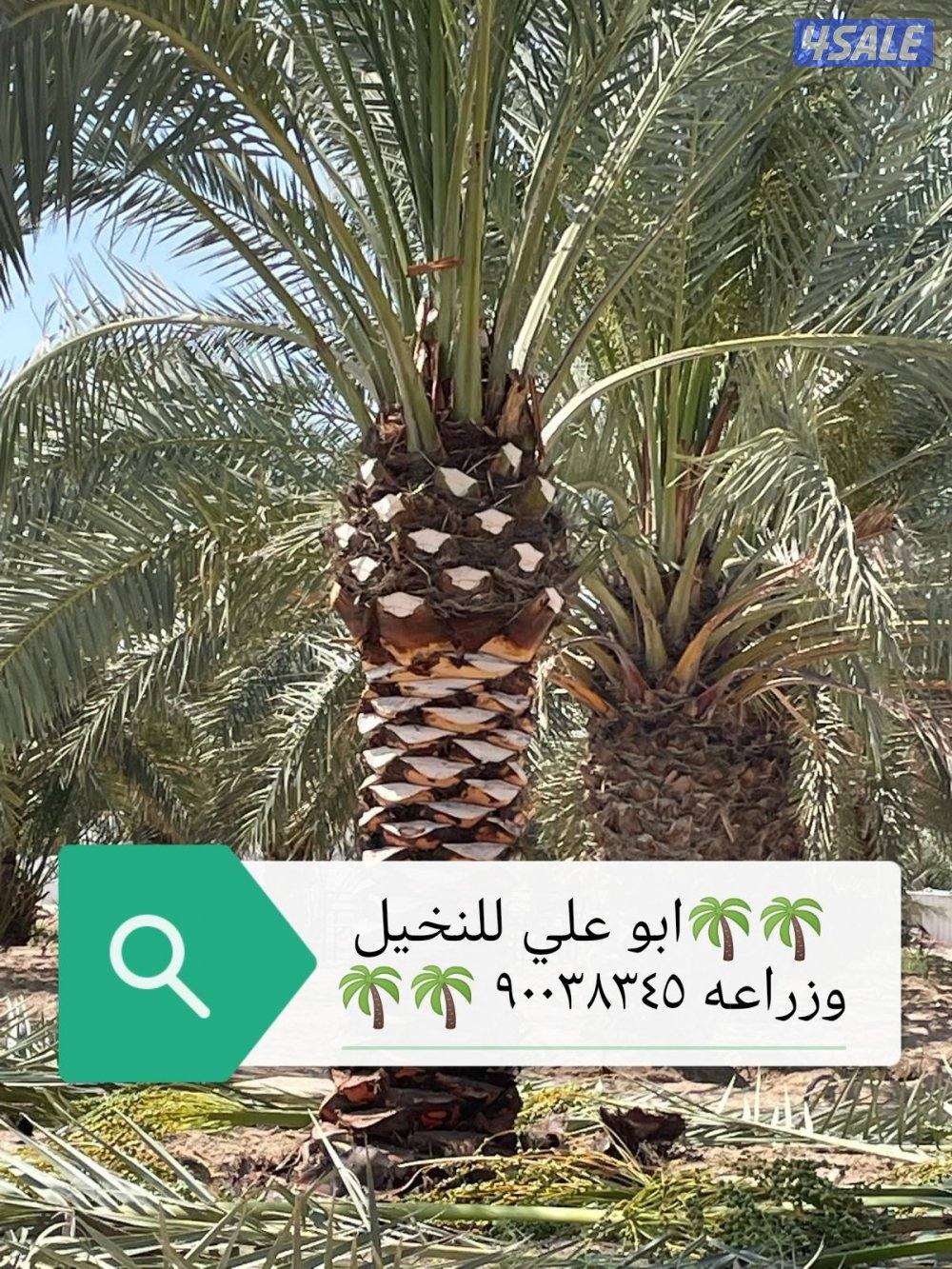 ابو علي للنخيل وزراعه8