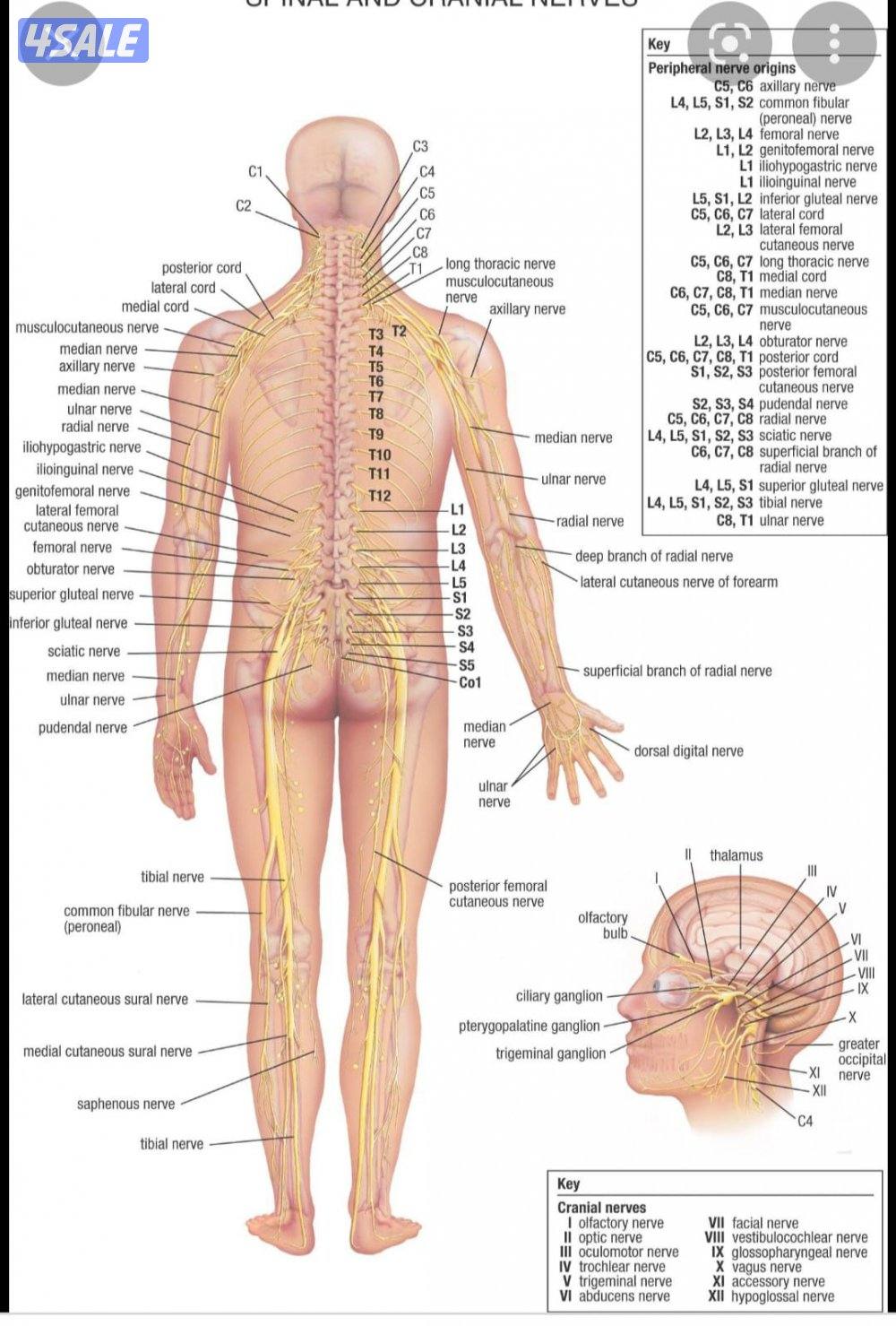 Sciatica and back pain treatment & body massage  OFFER  home Service0