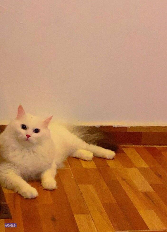 للبيع قطط ذكور راغدول1