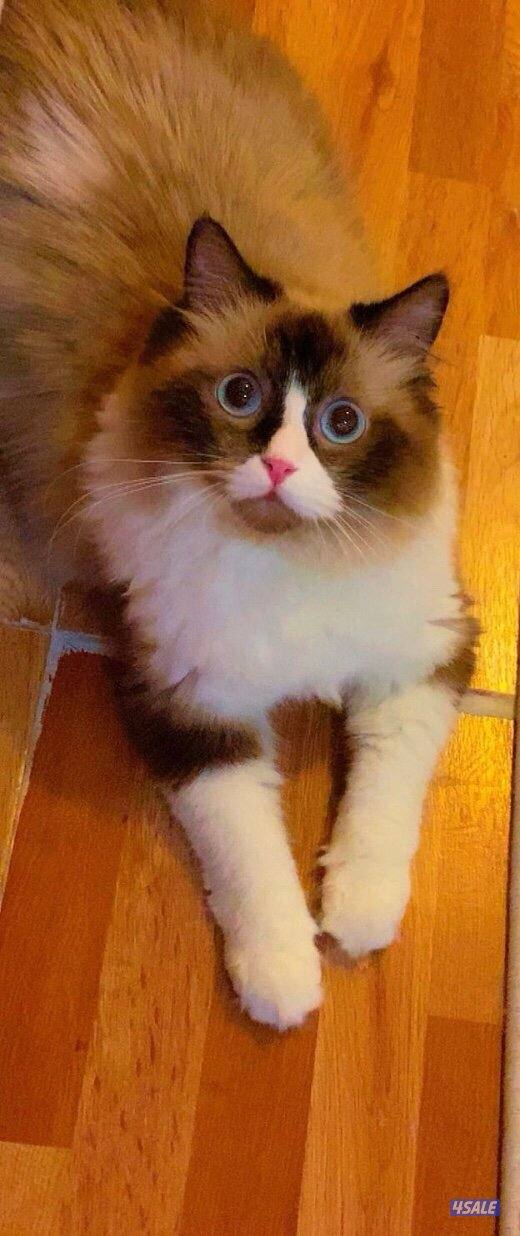 للبيع قطط ذكور راغدول2