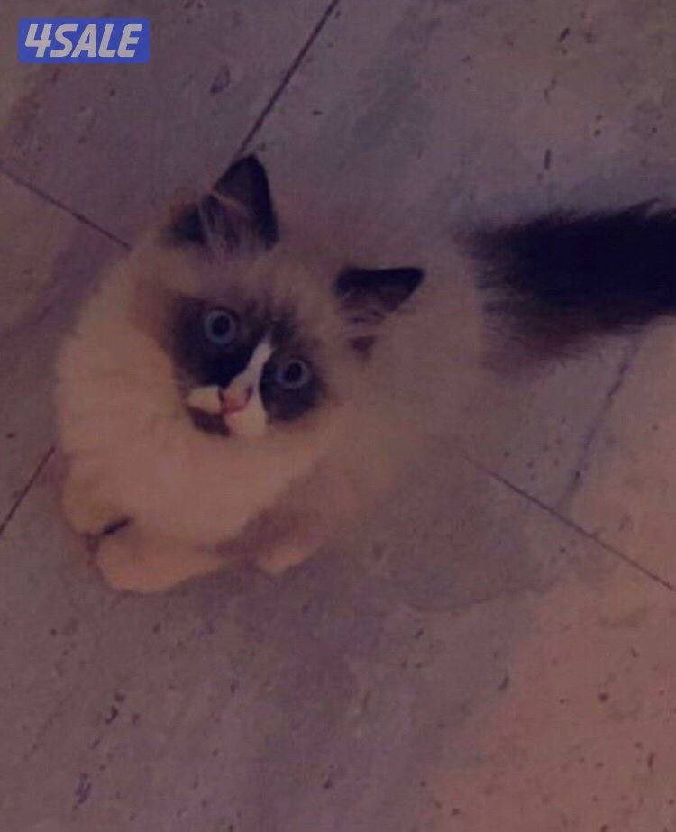 للبيع قطط ذكور راغدول3