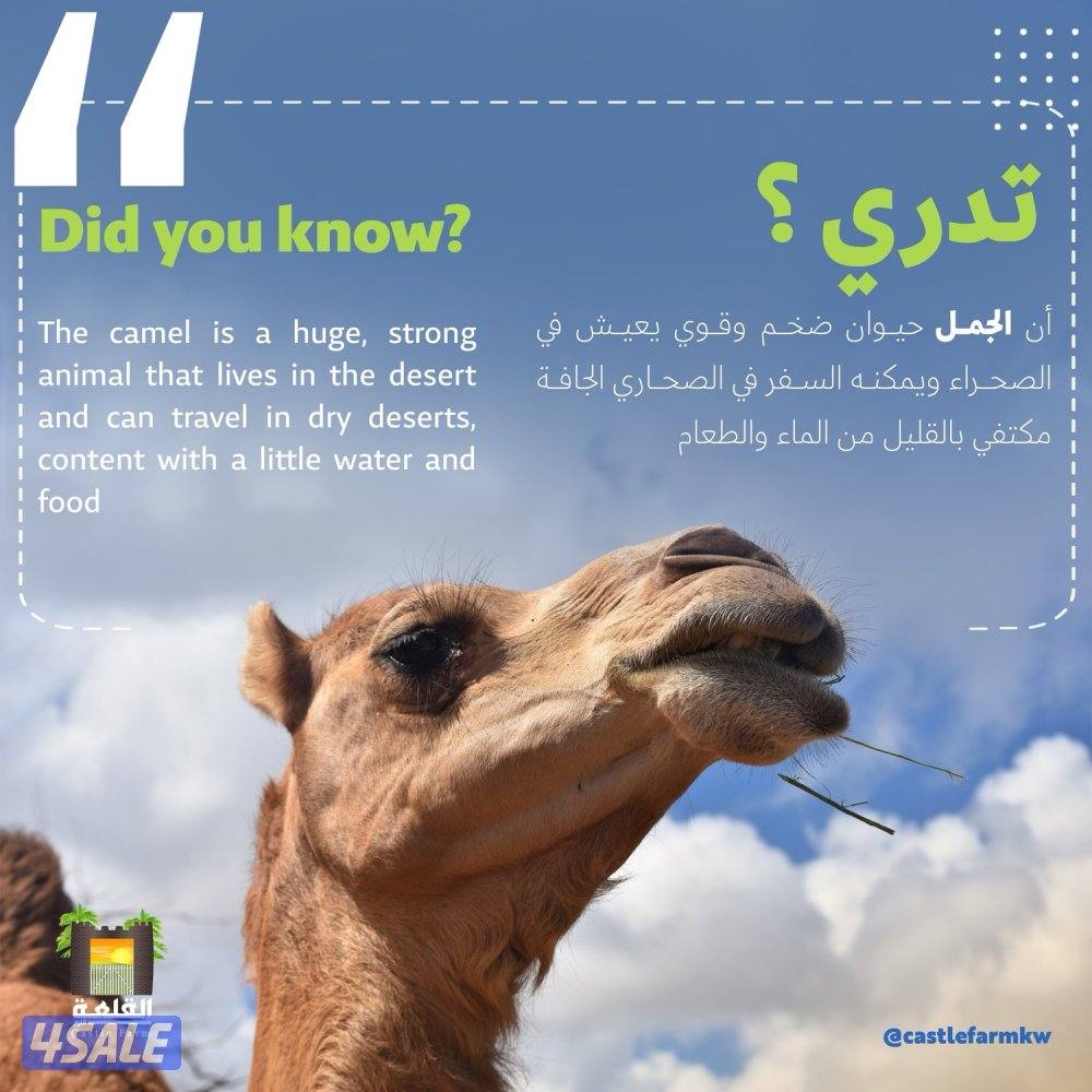 Proof Media لخدمات التصوير والتصميم والمونتـاج3