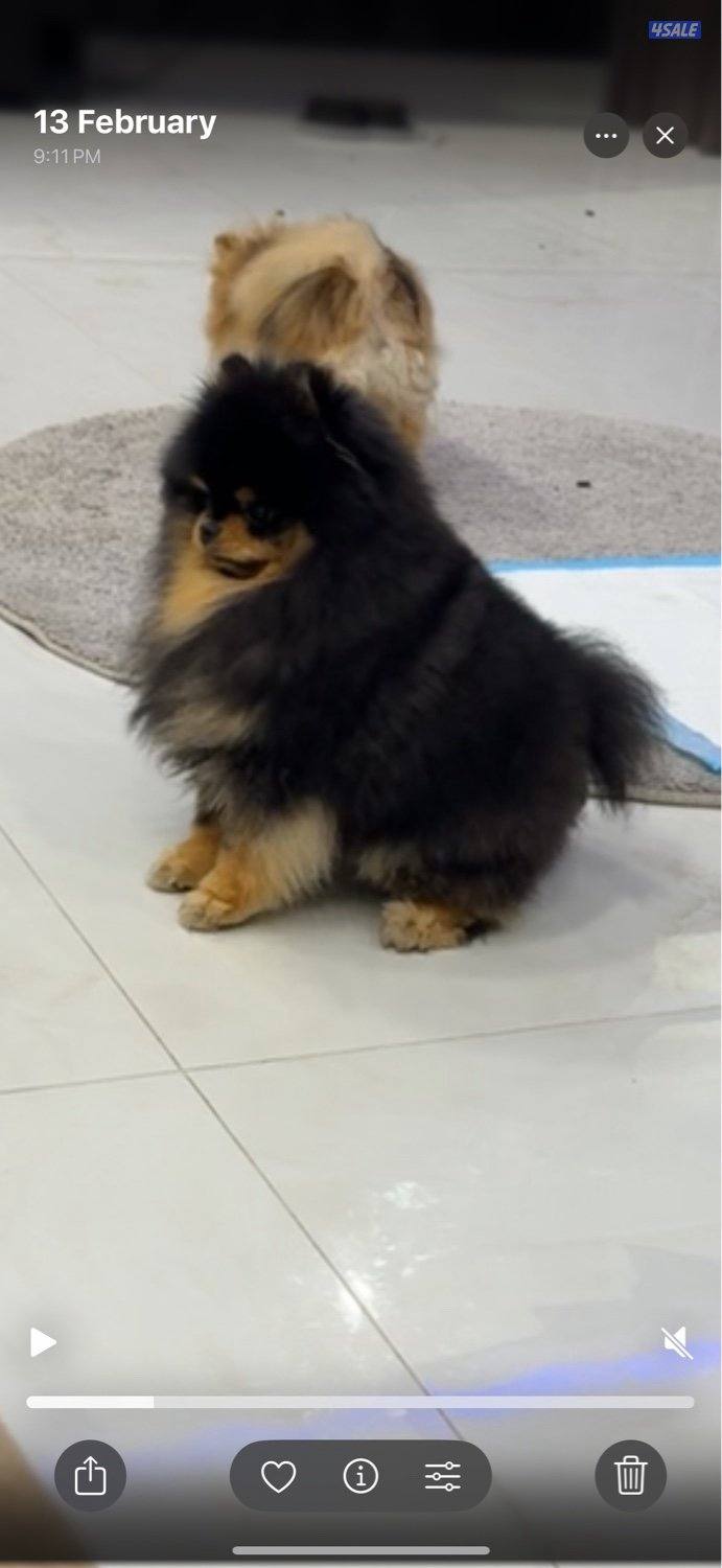 بومرينيان بو فيس تي كب1