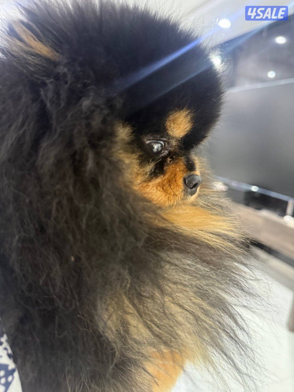 بومرينيان بو فيس تي كب2