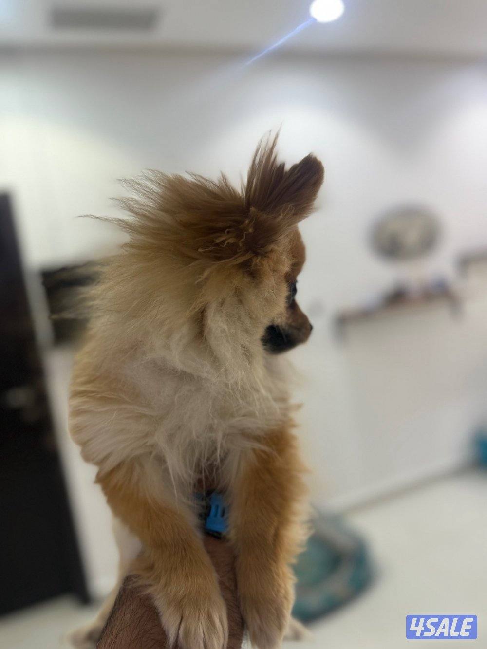 بومرينيان بو فيس تي كب3