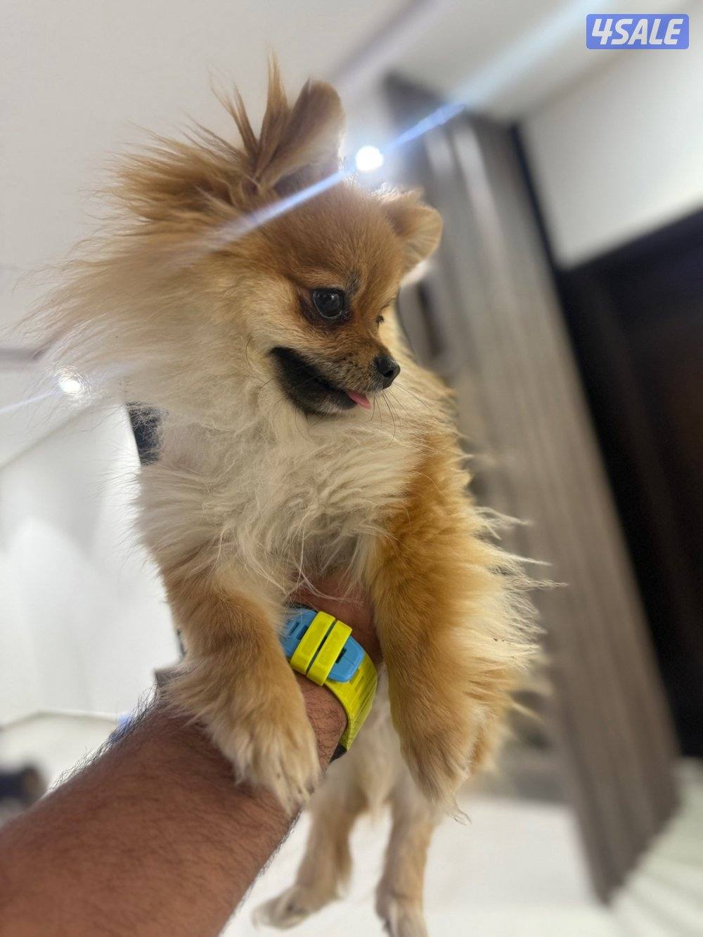 بومرينيان بو فيس تي كب5