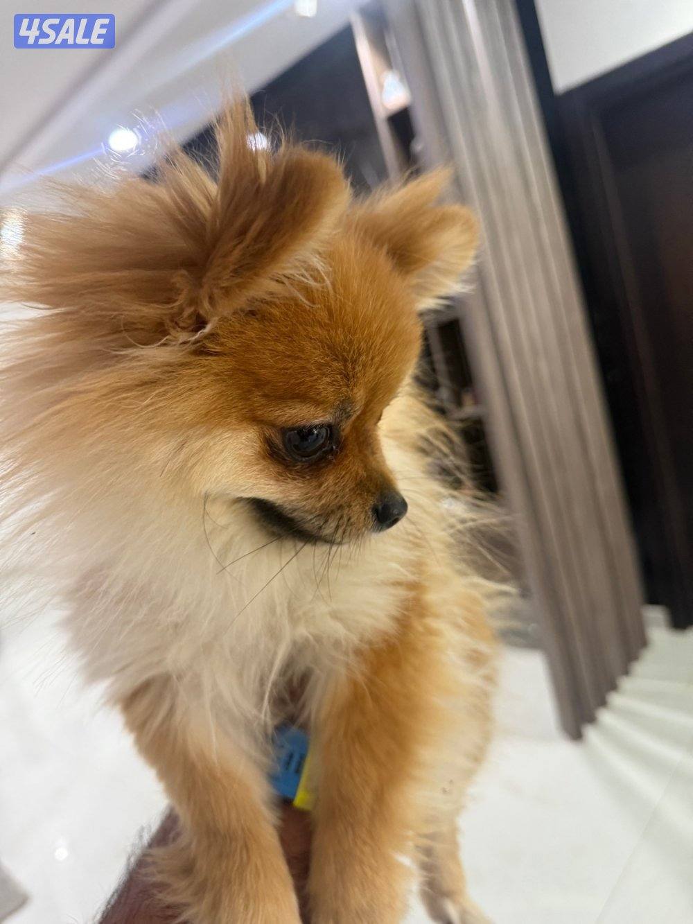 بومرينيان بو فيس تي كب4