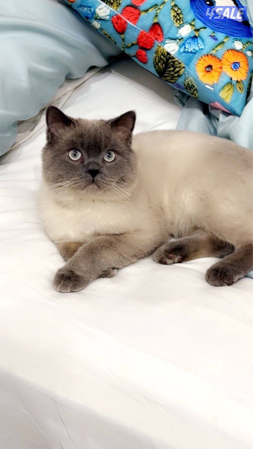 2 Ny12 British Golden Chinchilla , Syamese القطط. Russian Siberian8