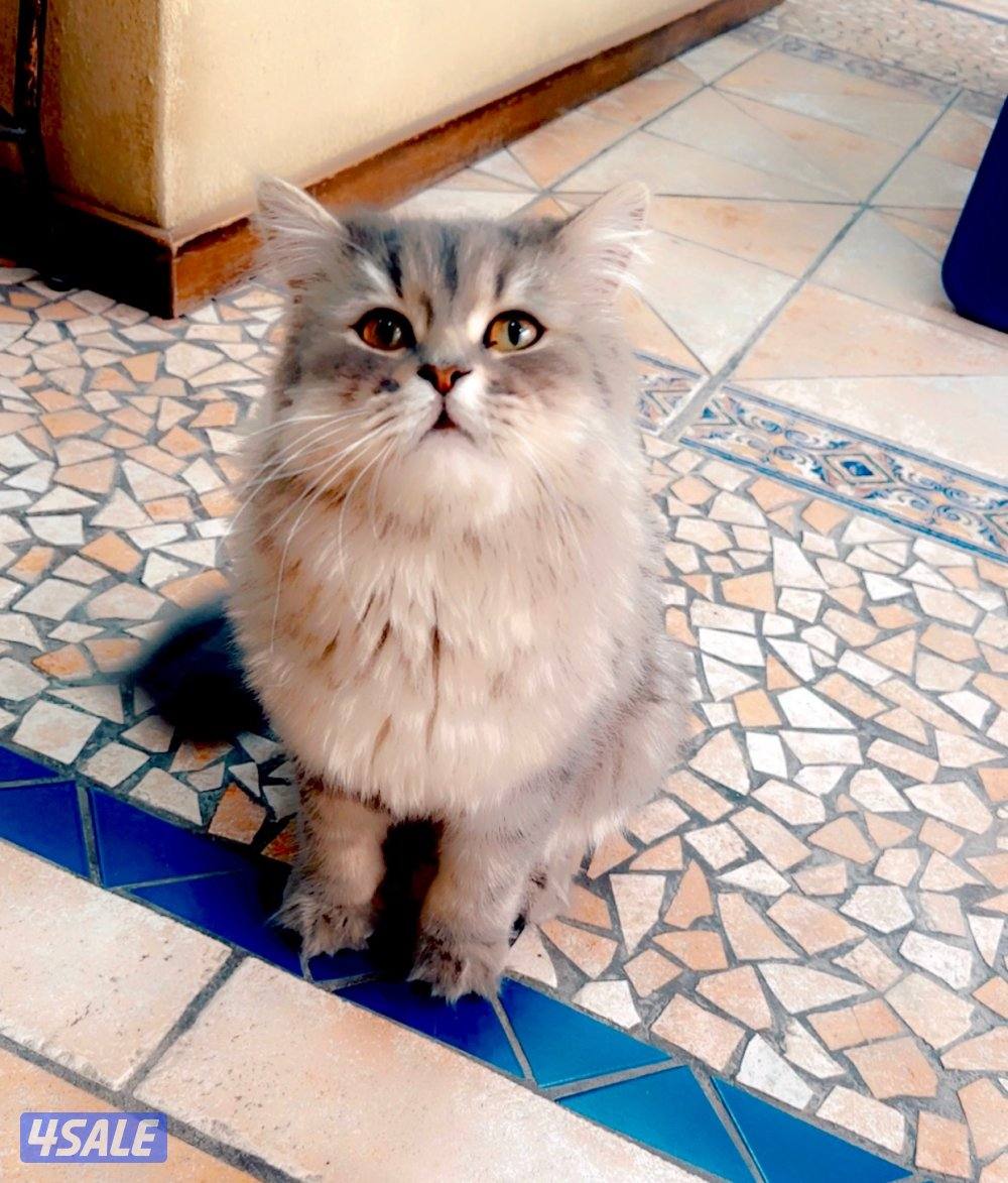 2 Ny12 British Golden Chinchilla , Syamese القطط. Russian Siberian9