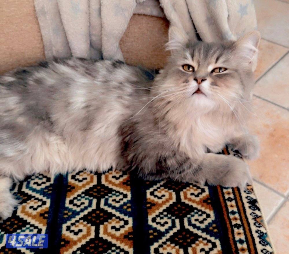 2 Ny12 British Golden Chinchilla , Syamese القطط. Russian Siberian10