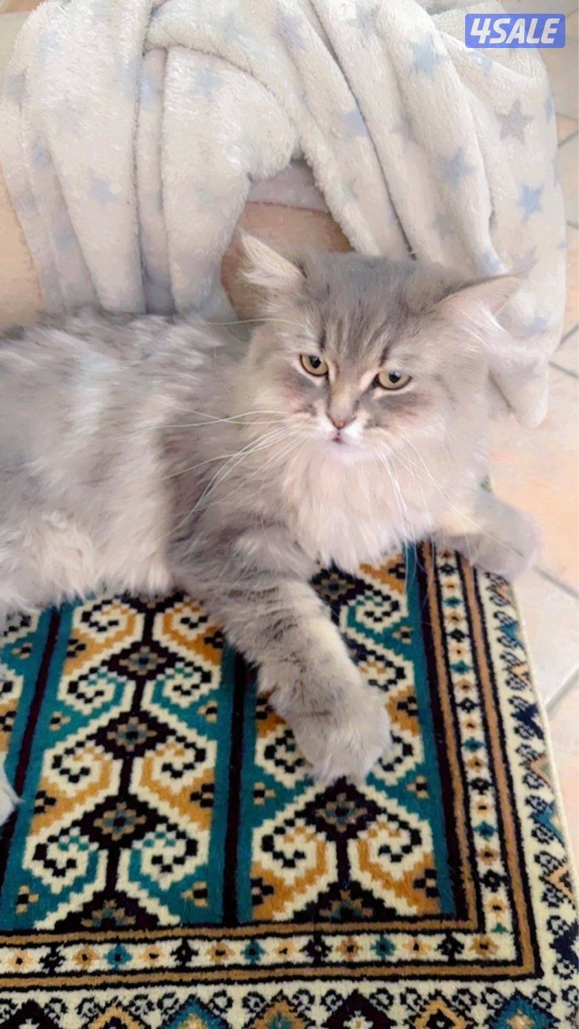 2 Ny12 British Golden Chinchilla , Syamese القطط. Russian Siberian11