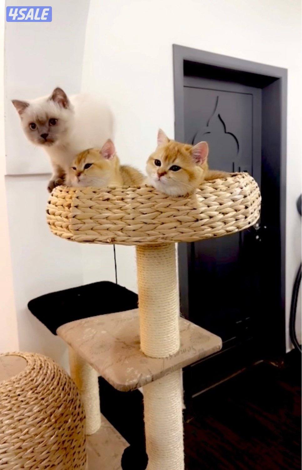 2 Ny12 British Golden Chinchilla , Syamese القطط. Russian Siberian0
