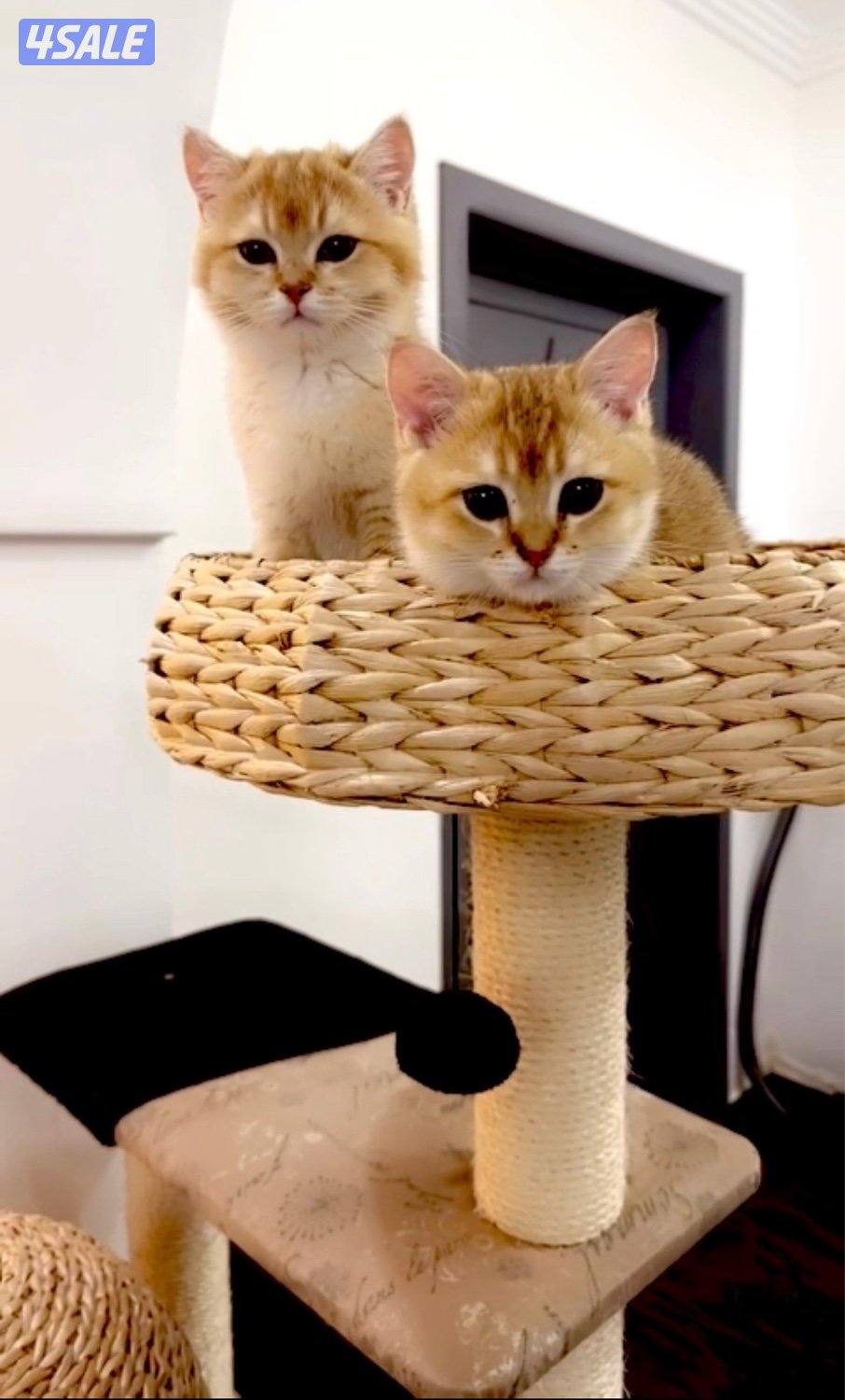 2 Ny12 British Golden Chinchilla , Syamese القطط. Russian Siberian14