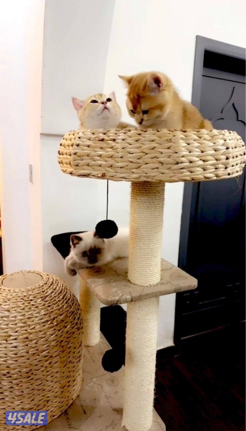 2 Ny12 British Golden Chinchilla , Syamese القطط. Russian Siberian13